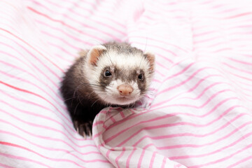 Fototapeta na wymiar The cute ferret with pink scarf