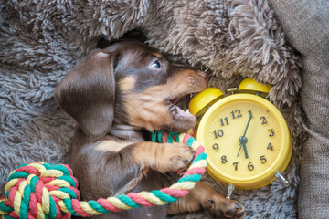 little funny dachshund puppy playing with yellow vintage alarm clock