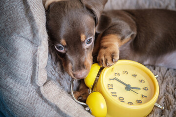 little funny dachshund puppy playing with yellow vintage alarm clock