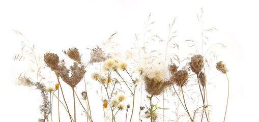 Fototapety  Autumn meadow flowering dry wild grass and herbs isolated on white background. Border of meadow flowers wildflowers and plants in autumn time.