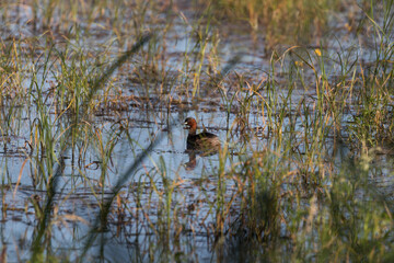 Common Grebe, Tachybaptus ruficollis, swims on the water in a fish pond - beautiful pond and rushes - bird watching, rare bird under protection