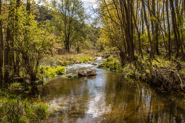 brown forest with river 2