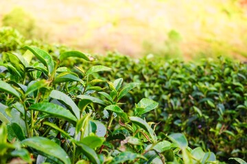 Close-up on top of leaves green tea in tea farm