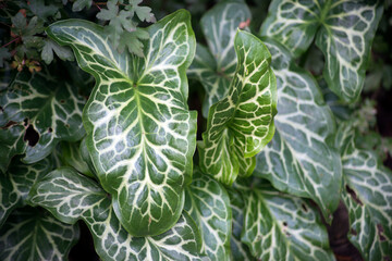 Closeup of italian arum plant leaves in a public garden