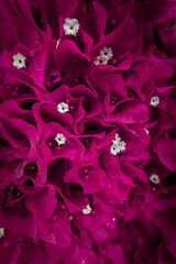 pink bougainvillea.