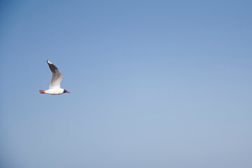 White seagull with negative head flying.