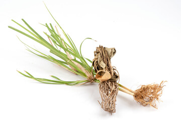 Fresh and dried vetiver grass or vetiveria zizanioides tree isolated on white background.