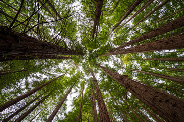 Trees in the forest. Redwoods forest, Cantabria, Spain