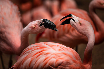 flamingo on the beach