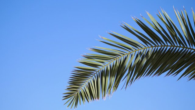 Palm trees against blue sky. Palm trees at beach. View of nice tropical background. Tops of palm trees against the background of the sunny sky. 4k video in ProRes