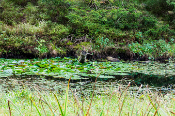 étang de la gruère, la gruère, See, Moorsee, Moor, Weiher, Hochmoor, Wanderweg, Spazierweg, Wald, Waldweg, Wasserpflanzen, Torfmoos, Jura, Naturschutz, Sommer, Herbst, Herbstfarben, Schweiz