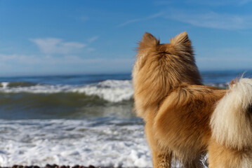 Fluffy brown dog watching the waves