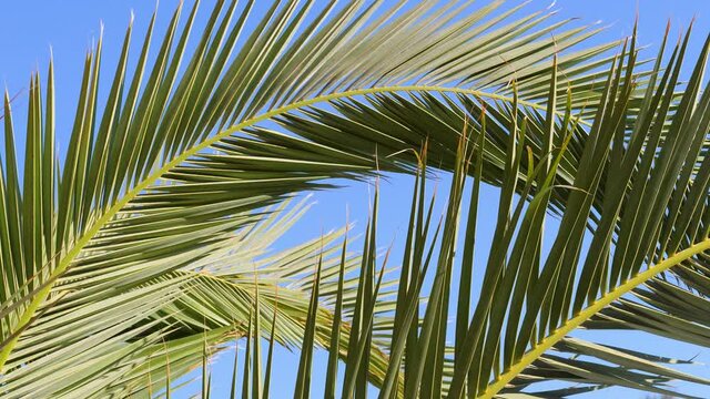 Palm trees against blue sky. Palm trees at beach. View of nice tropical background. Tops of palm trees against the background of the sunny sky. 4k video in ProRes