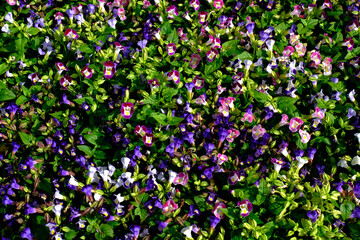 Abstract green leaves with beautiful Vibrant colors blooming flowers, nature texture background.