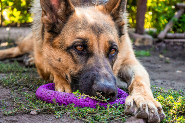 A tired German Shepherd lies on the grass with her favorite toy. High quality photo