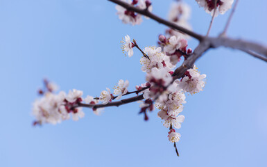 Apricot blooming in the garden. Beautiful spring seasonal background good for greeting card, wedding invitation, web.
