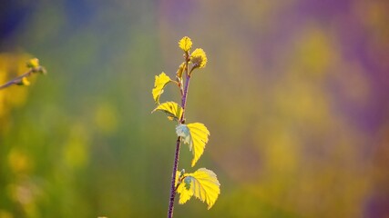 leaves of young birch at sunset
