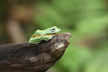 A flying frog (also called a gliding frog) is a frog that has the ability to achieve gliding flight. 