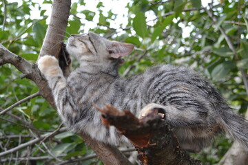 cat in tree