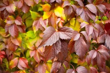 Crimson and yellow leaves. Autumn backgrounds. Girlish grapes.