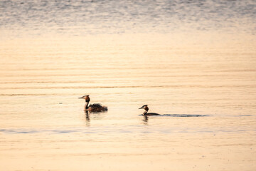 Two Great Crested Grebes swim in the lake