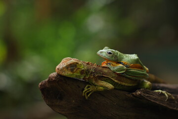 A flying frog (also called a gliding frog) is a frog that has the ability to achieve gliding flight. 