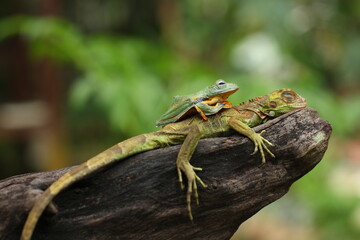 A flying frog (also called a gliding frog) is a frog that has the ability to achieve gliding flight. 