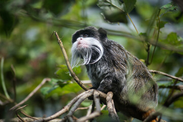 Portrait of little emperor tamarin sitting on tree branch