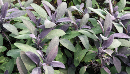 Bed of purple and green leaved sage, Derbyshire England
