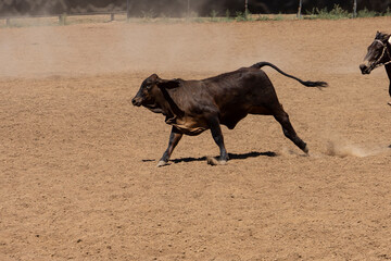 Calf being herded around a marker in a dusty arena in an Australian campdrafting event