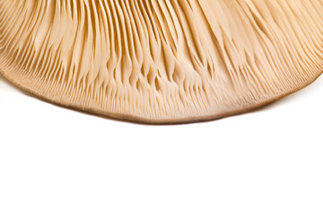 Mushrooms oyster mushrooms closeup isolated on white background visual dishes, autumn, concept of veggie and raw food