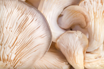 mushrooms oyster mushroom close-ups of visual dishes, autumn, concept of veggie and raw food