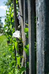 Climbing plant with beautiful white flowers on an old wooden fence on a sunny summer day.