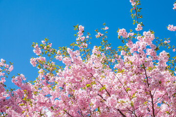 Lush blooming pink sakura blossoms on blue sky background. Spring Background image