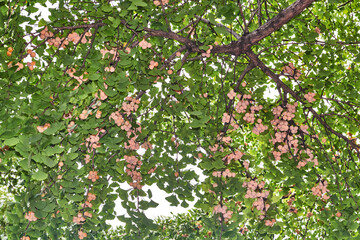 Fototapeta na wymiar イチョウの木に実るギンナン
