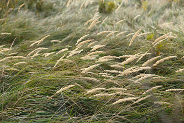 Fototapeta premium Wild grass in the autumn meadow
