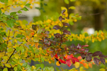 Red, yellow, purple and green leaves on a bush branch in autumn day