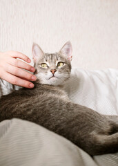 The hostess gently strokes her cat on the fur. The relationship between a cat and a person.