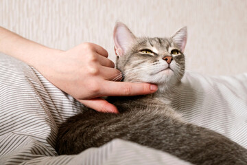 The hostess gently strokes her cat on the fur. The relationship between a cat and a person.