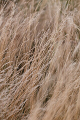 Wild dry grass in the autumn meadow