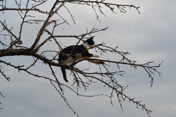 crow on a tree