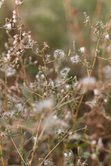 Wild dry plants in the autumn meadow