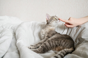 The hostess gently strokes her cat on the fur. The relationship between a cat and a person.