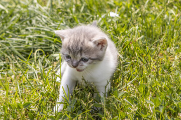 kitten in green meadow meowing absentmindedly
