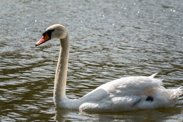 A graceful white swan swimming on a lake with dark green water. The white swan is reflected in the water