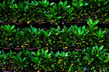 Greenhouse plants, Flower nursery in Nursery shed shelters the potted indoor plants.
