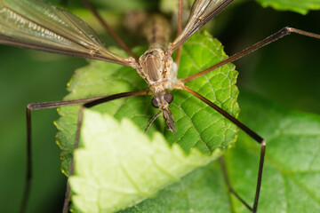close up of cranefly on plant