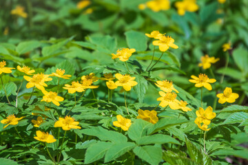 Spring yellow flowers - anemone ranunculoides, the yellow anemone, yellow wood anemone or buttercup anemone
