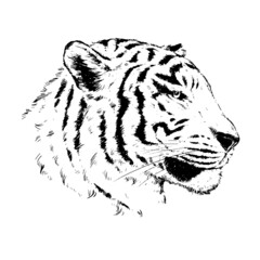 Line drawing tiger. Vector illustration isolated on white