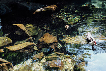 mother duck and duckling swim in the clear water of the lake
